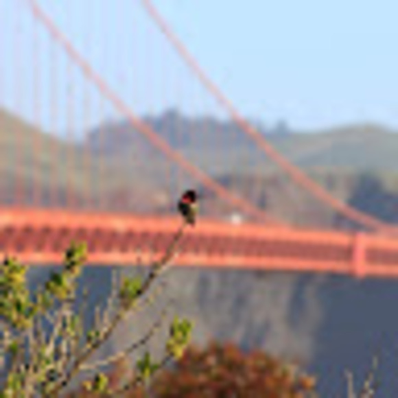 Meet your Posher, Darlene - Picture 1 of 1